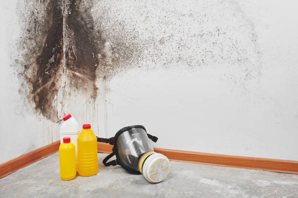 Best Home Mold Removal  in Terrell Hills, TX