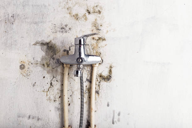 Best Best Mold Removal Companies  in Terrell Hills, TX