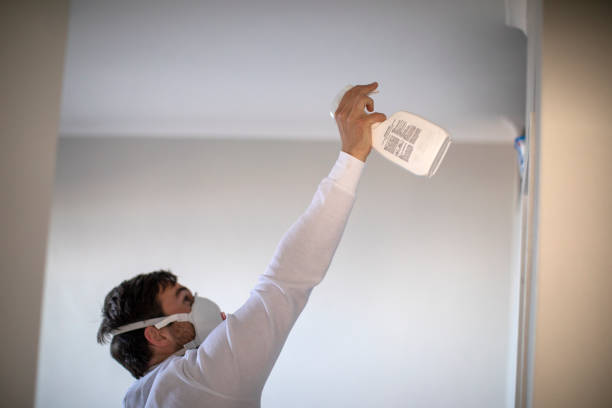 Best Black Mold Removal  in Terrell Hills, TX