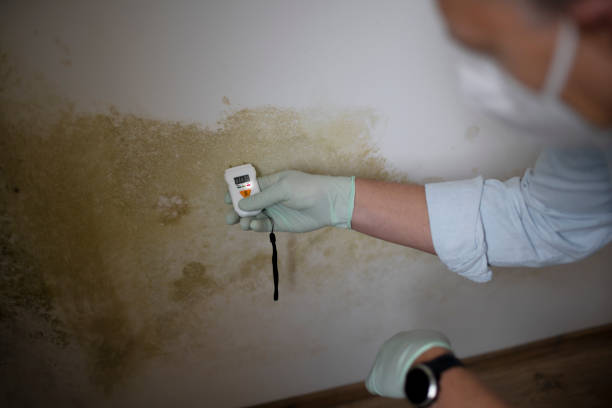 Best Fast Mold Removal  in Terrell Hills, TX