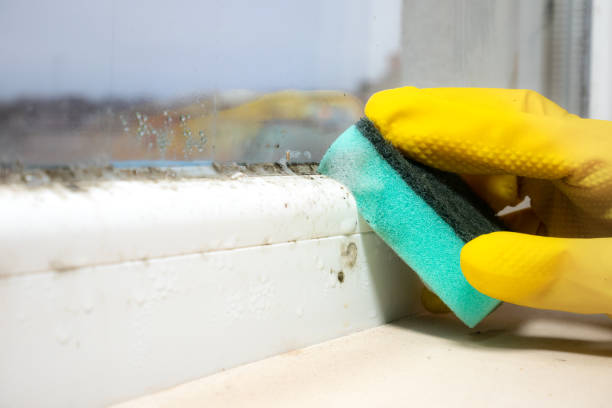 Best Office Mold Removal Services  in Terrell Hills, TX
