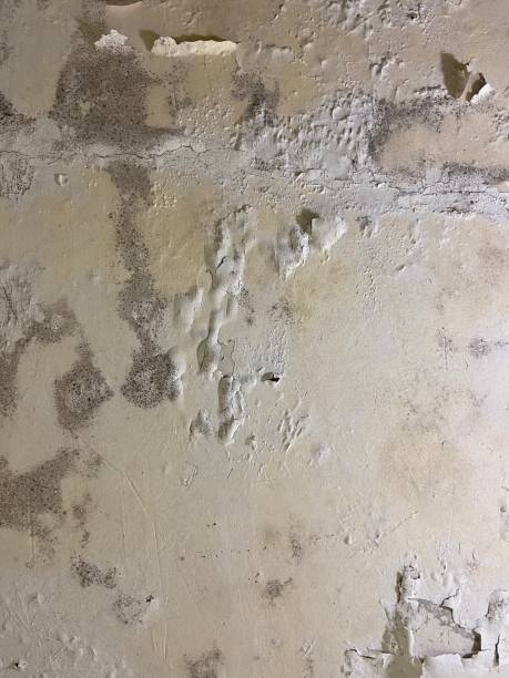 Best Black Mold Removal  in Terrell Hills, TX