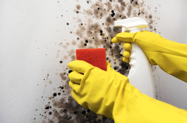 Best Professional Mold Removal  in Terrell Hills, TX