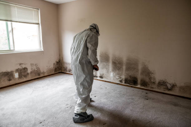 Best Certified Mold Removal  in Terrell Hills, TX