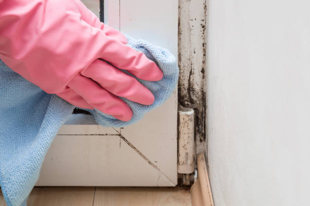 Mold Testing and Removal in Terrell Hills, TX