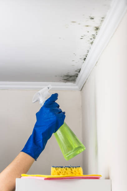 Best Fast Mold Removal  in Terrell Hills, TX